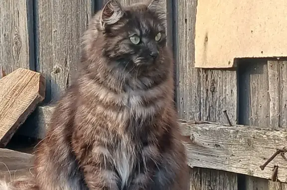 Кошки потеряшки, Бийск, фото: Потеряшка кошка, ул. Гоголя 148, Бийск