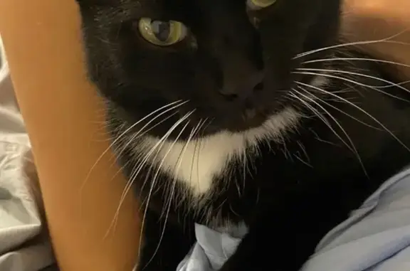 Объявления о пропавших и найденных животных, Нижний Тагил, фото: Пропала кошка, Красноармейская 111