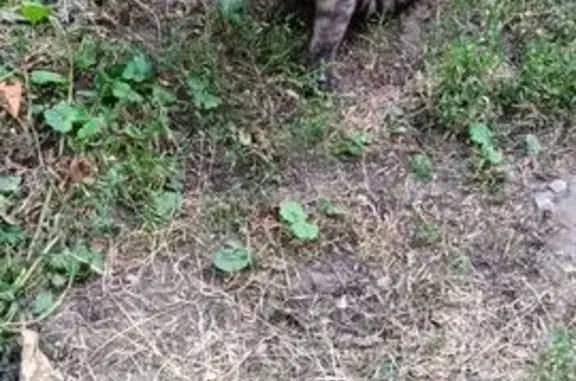 Котик найден: Семёновская ул. 79, Курск