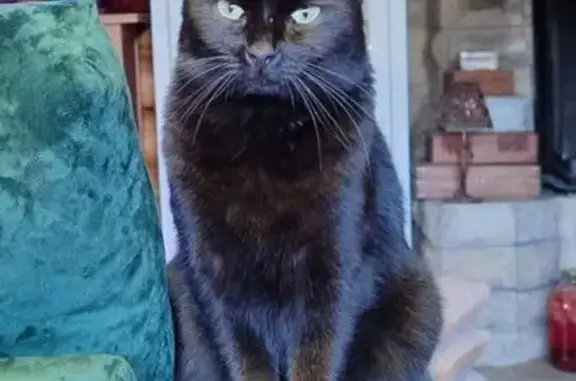 Пропала кошка Соня, Луговая, Всеволожск