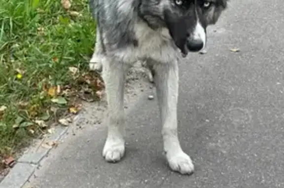 Собака найдена у Звенигорода, МО