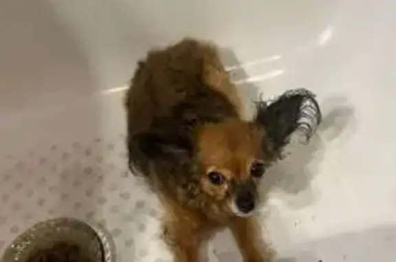 Собака найдена: проспект Победы, Казань