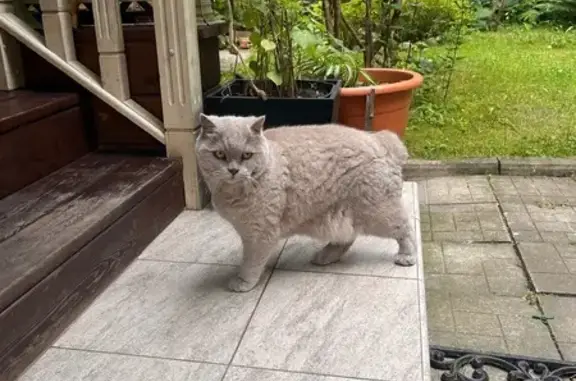 Кошки потеряшки, Московская область, фото: Потеряшка кот без хвоста в Комягино