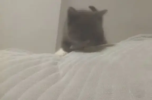 Кошка найдена: Колхозный пер., 19А, Смоленск