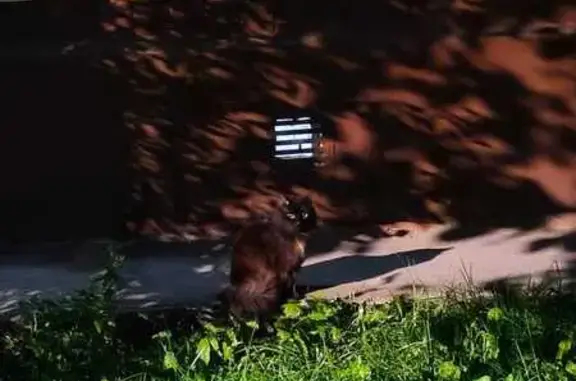 Найдена кошка, Москва, фото: Кошка найдена на Фортунатовской 9, Москва