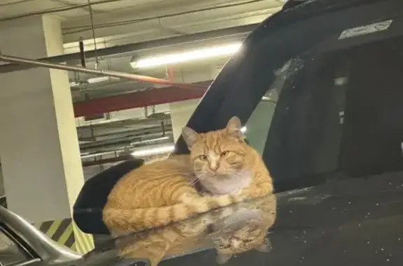 Кошка найдена на Предпортовом 14, СПб