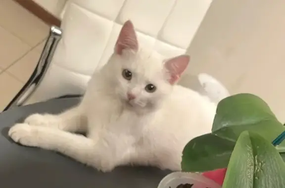 Пропала белая кошка, Ленинградская 7