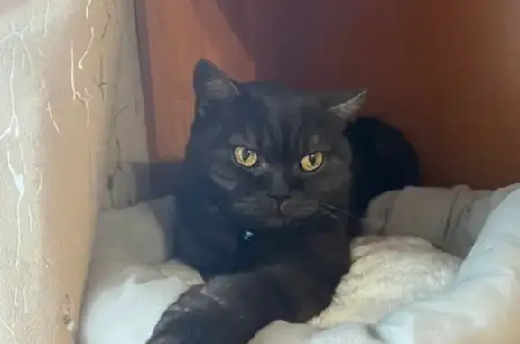 Найдена черная британская кошка, Чита 9
