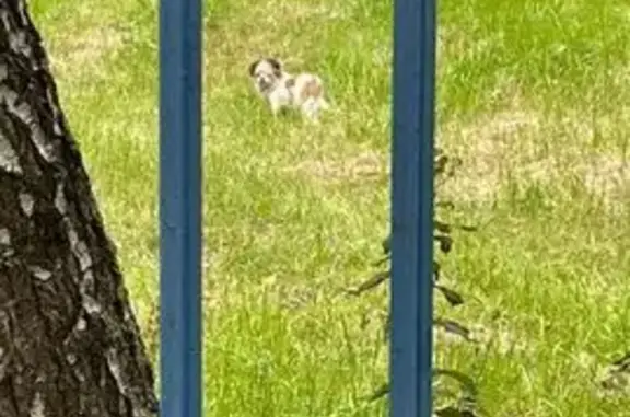 Найдена чихуахуа, ул. Верхние Поля, 38к1