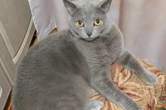 Кошки потеряшки, Коломна, фото: Потеряшка кошка на ул. Суворова, 66, Коломна