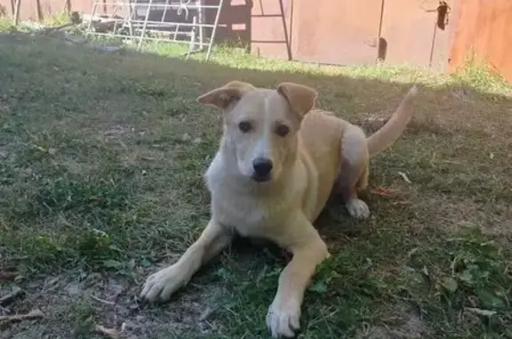 Собака найдена: Карла Маркса, 5, Брянск