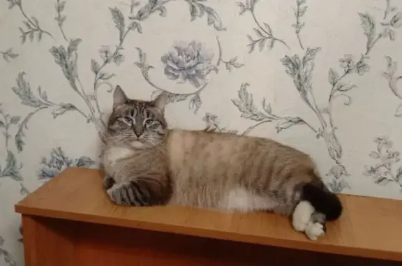 Пропал сиамский кот, ул. Новая Линия, 25