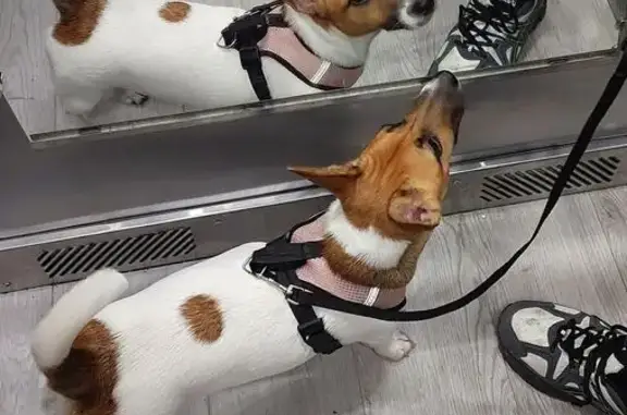 Собаки потеряшки, Краснодар, фото: Собака найдена: Командорская 15, Краснодар