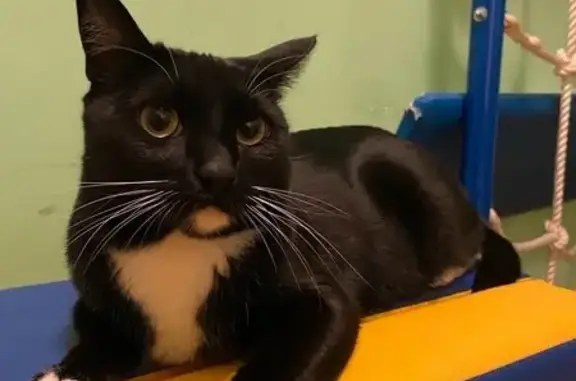 Пропала черная кошка, МО, 14 авг. 2025