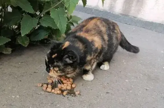 Найдена кошка, Оренбург, фото: Кошка у подъезда, Нижний проезд 3/2, Оренбург