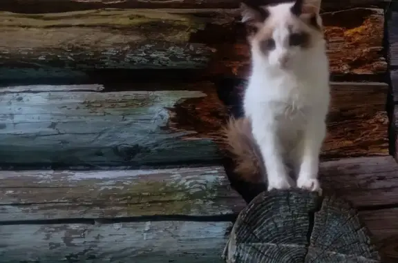 Кошки потеряшки, Клин, фото: Потеряшка кошка, Литейная ул., Клин