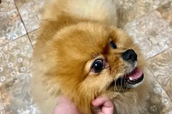 Найдена собака, Севастополь, фото: Шпиц найден: Камышовое шоссе, 26, Севастополь