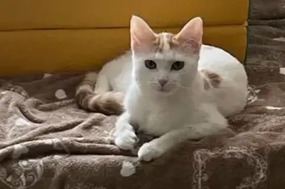 Пропала кошка на Лихачёвском шоссе, 8 к1