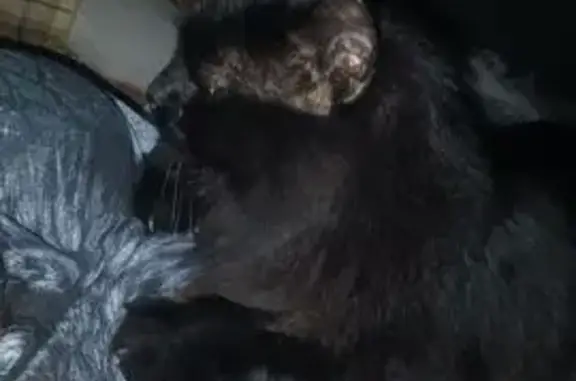 Кошки потеряшки, Саратовская область, фото: Потеряшка кот, СНТ Фиалка, Хмелёвка