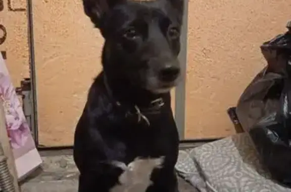 Найдена собака, Ростов-на-Дону, фото: Собака найдена: Пушкинская ул., Ростов-на-Дону