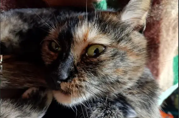 Кошки потеряшки, , фото: Потеряшка кошка, ул. Лётчика Ульянина, 2