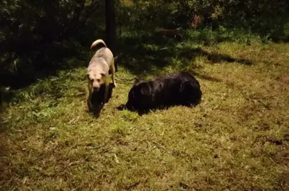 Найдены собаки на ул. Вернадского, СПб