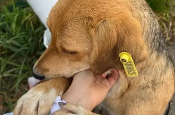 Собаки потеряшки, Хадыженск, фото: Потеряшка собака, ул. Горького, 17А, Хадыженск