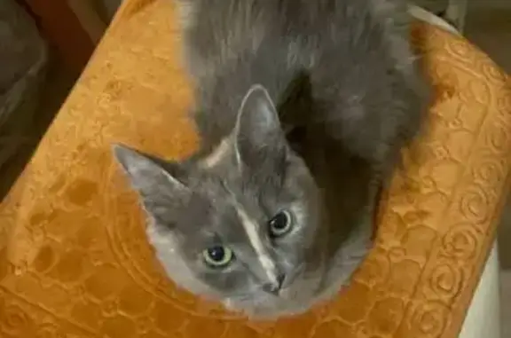 Найдена кошка, Севастопольский пр., 51 к2