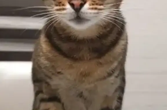 Пропал кот Мурзик, Белгородская область