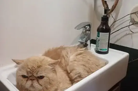 Найдена кошка, Видное, фото: Кошка найдена: Ольховая ул, 2, Видное