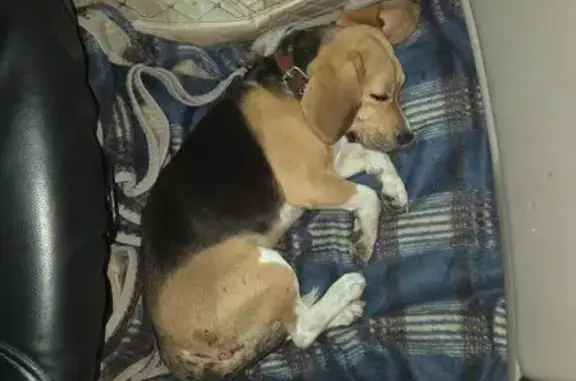 Найдена собака, Чернохолуницкое, фото: Собака найдена на Р-243, Чернохолуница