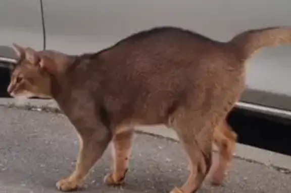 Найдена кошка, Москва, фото: Кошка найдена: Дмитровское ш., 122Г к4