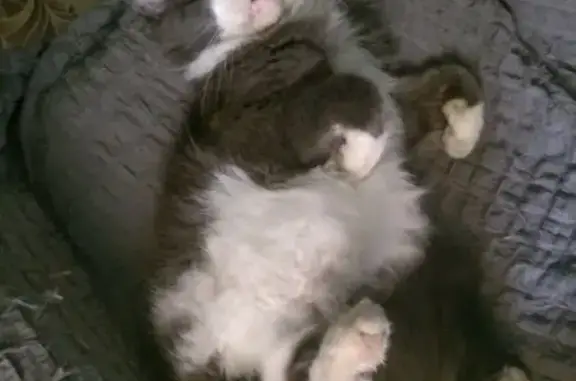 Кошки потеряшки, Кохма, фото: Потеряшка кошка, Комсомольская 13, Кохма