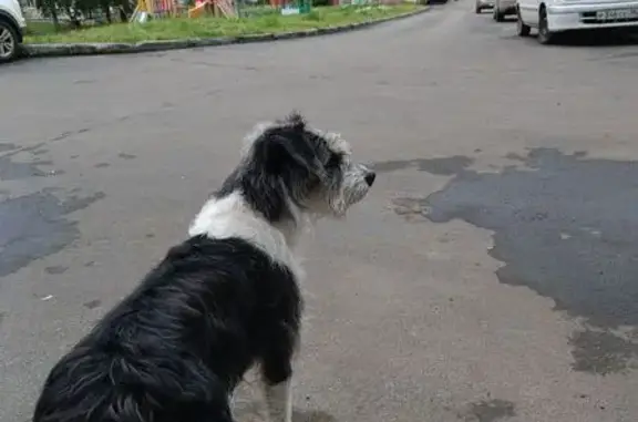 Найдена собака, Усть-Илимск, фото: Собака найдена на пр. Дружбы Народов, 48