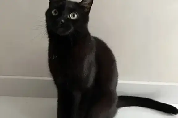 Кошки потеряшки, Санкт-Петербург, фото: Потеряшка кошка, СПб, Каменноостровский 64