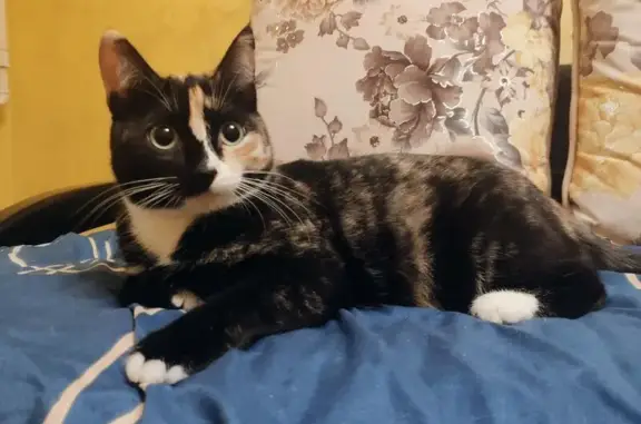 Кошки потеряшки, Королёв, фото: Потеряшка кошка, Королёв, Комсомольская 23/1