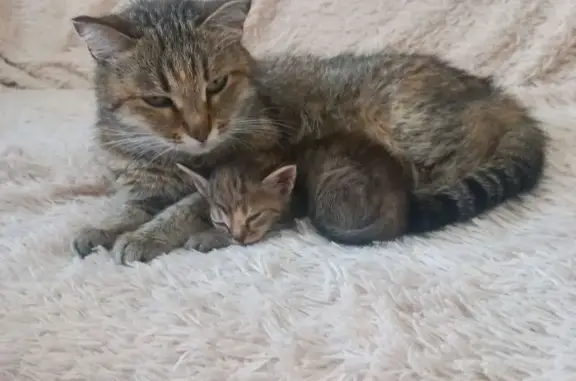 Кошки потеряшки, Абакан, фото: Потеряшка кошка, Торговая ул., 1, Абакан