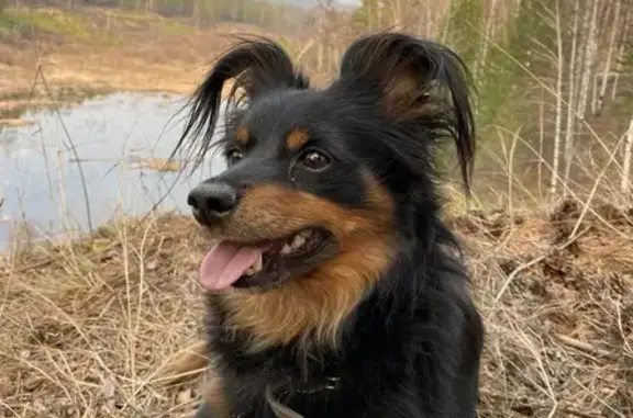 Пропала собака Миша, Братск, Иркутская обл.