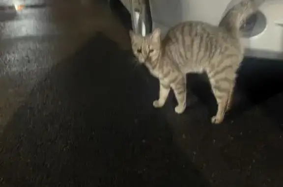 Кошка найдена: Советский пр. 28, Кемерово