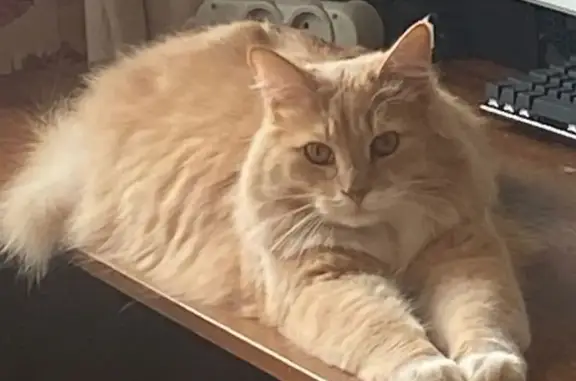 Кошки потеряшки, Ярославская область, фото: Потеряшка кот, д. Копытово, Ярославская обл.