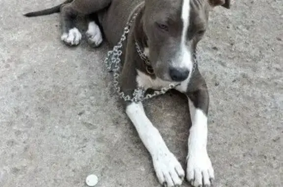 Найдена собака, Омская область, фото: Щенок стаффа найден в Омске, Омская обл.