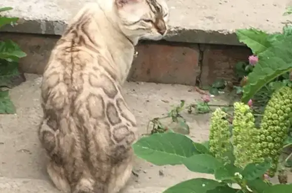 Пропала кошка, ул. Ю. Фучика, 42, Казань