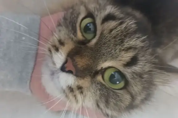 Кошка найдена: Путилково, МО