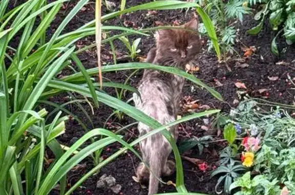 Найдена кошка, Тюмень, фото: Кошка найдена: Моск. тракт, 163, Тюмень