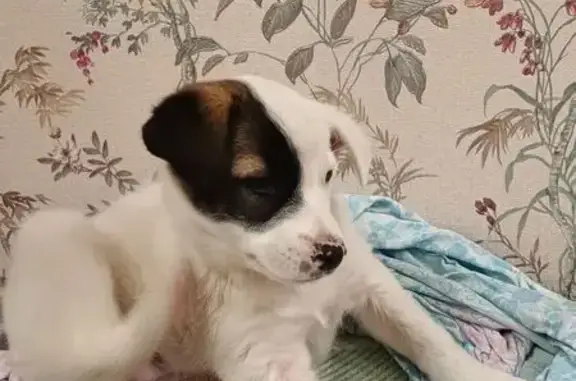 Собака найдена на Пролетарской, Пенза