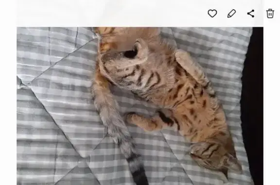 Кошки потеряшки, Тамбовская область, фото: Потеряшка кошка, Хилково, Тамбовская обл.