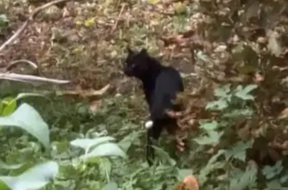 Найдена кошка, Самарская область, фото: Кошка найдена: Воронежская 190, Самара