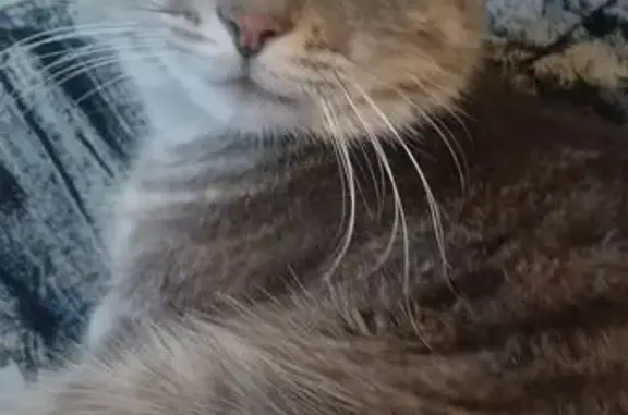 Кошки потеряшки, Красное Село, фото: Потеряшка кошка, Бронетанковая 11 к2