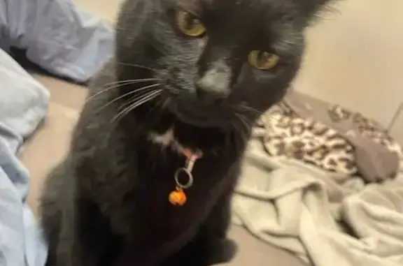 Найдена кошка, Красноярск, фото: Кошка найдена, Свердловская 33, Крск