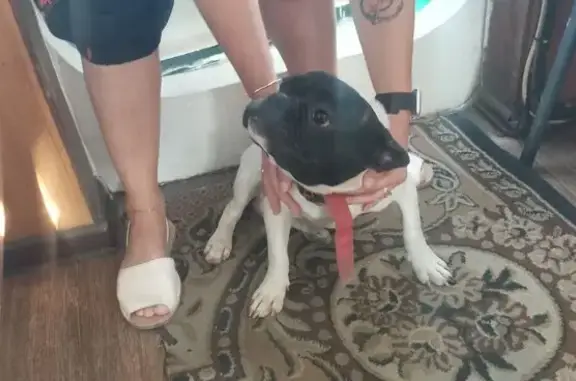 Найдена собака, Астрахань, фото: Собака найдена на Заводской пл., Астрахань